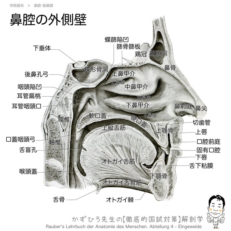 呼吸器系-31-鼻腔の外側壁-SQ