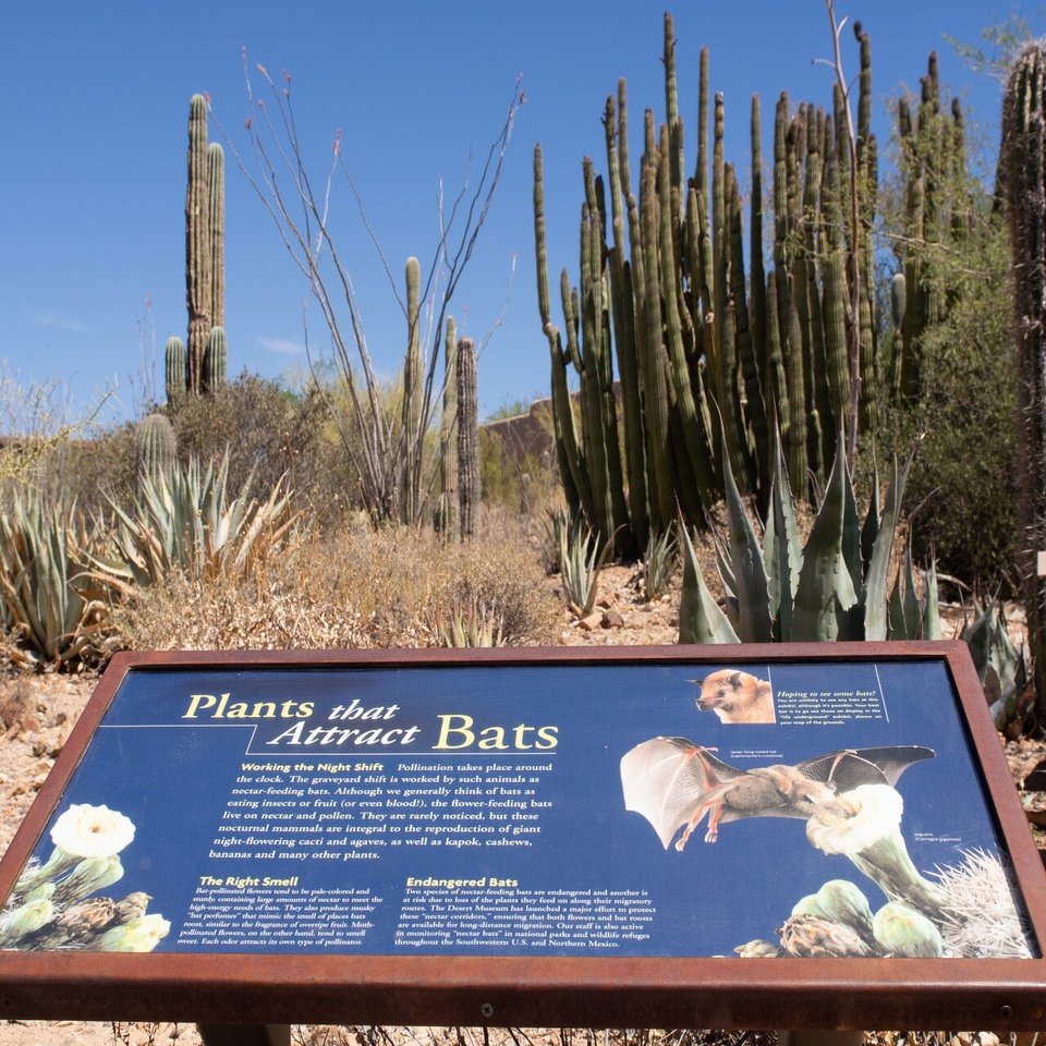 2章 アリゾナでサボテンの花にくるコウモリを探す 大沢夕志 大沢啓子 Note