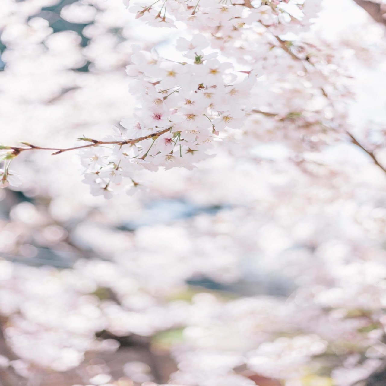 今年も桜の季節がやってきた 平野太一 Note