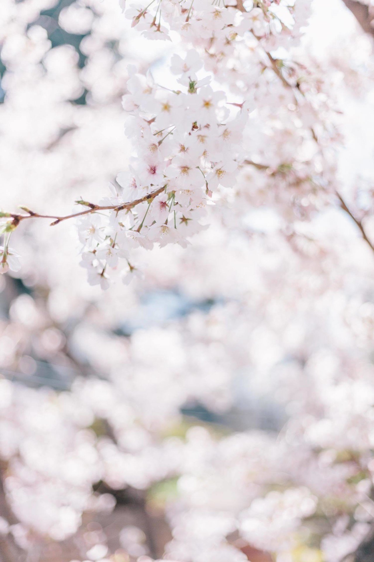 今年も桜の季節がやってきた 平野太一 Note 今年も桜の季節がやってきた 平野太一 Note