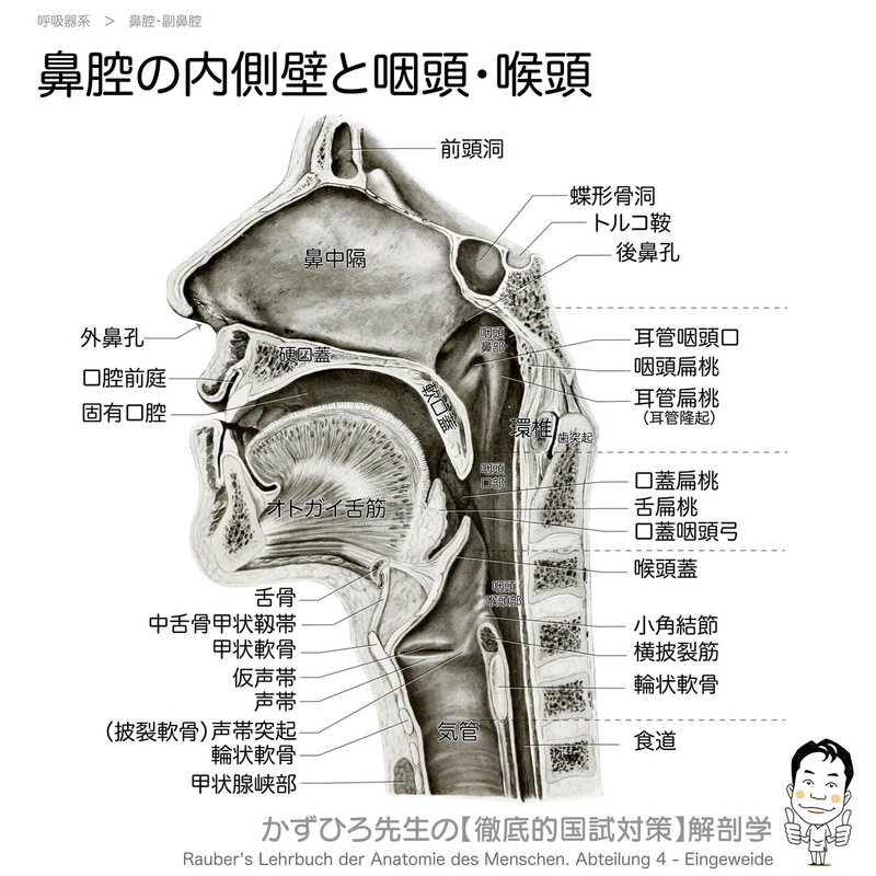 呼吸器系-31-鼻腔の内側壁と咽頭-SQ