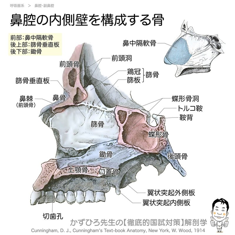 呼吸器系-31-鼻腔の内側壁を構成する骨-SQ