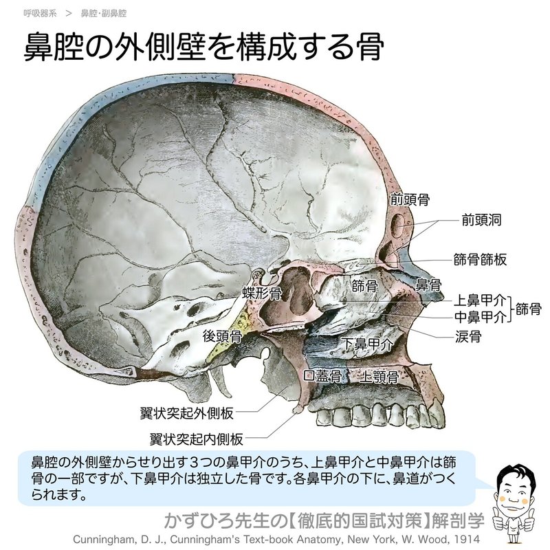 呼吸器系-31-鼻腔の外側壁を構成する骨-SQ