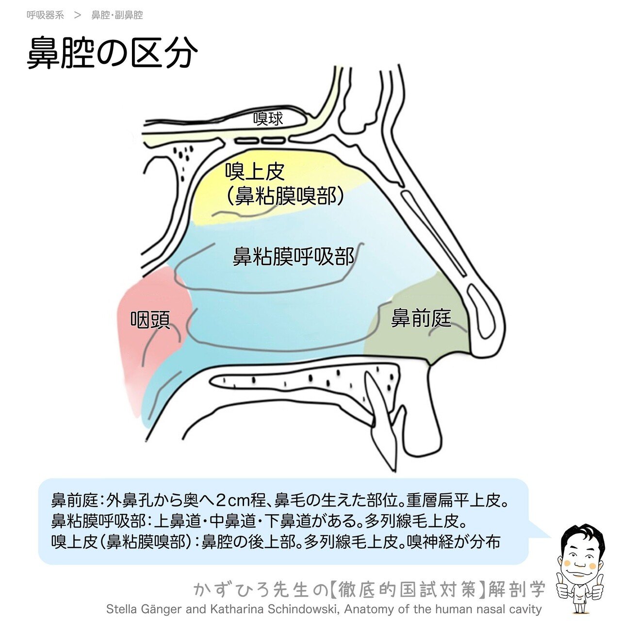 口腔解剖学 第2版/医歯薬出版株式会社 - 健康・医学