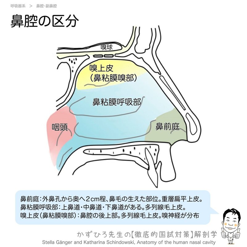 呼吸器系-31-鼻腔の区分-SQ