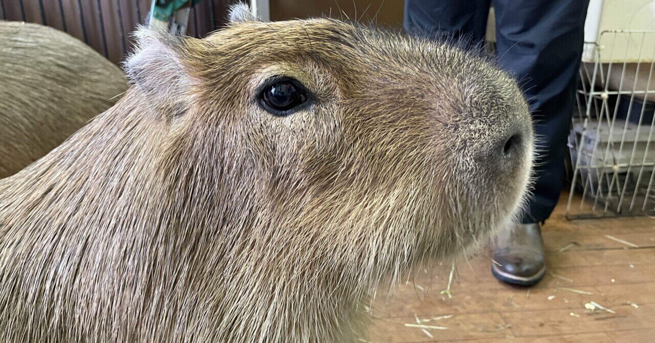 オニテンジクネズミ の新着タグ記事一覧 Note つくる つながる とどける オニテンジクネズミ の新着タグ記事一覧 Note つくる つながる とどける