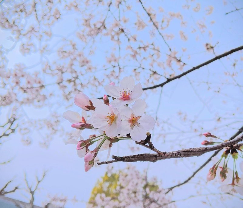 桜まとめ ぼく Note