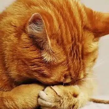 狂猫病