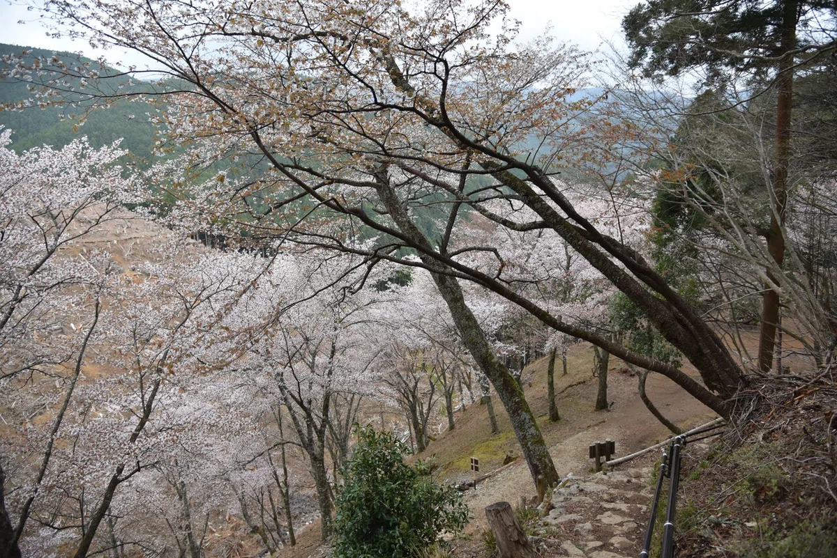 画像15