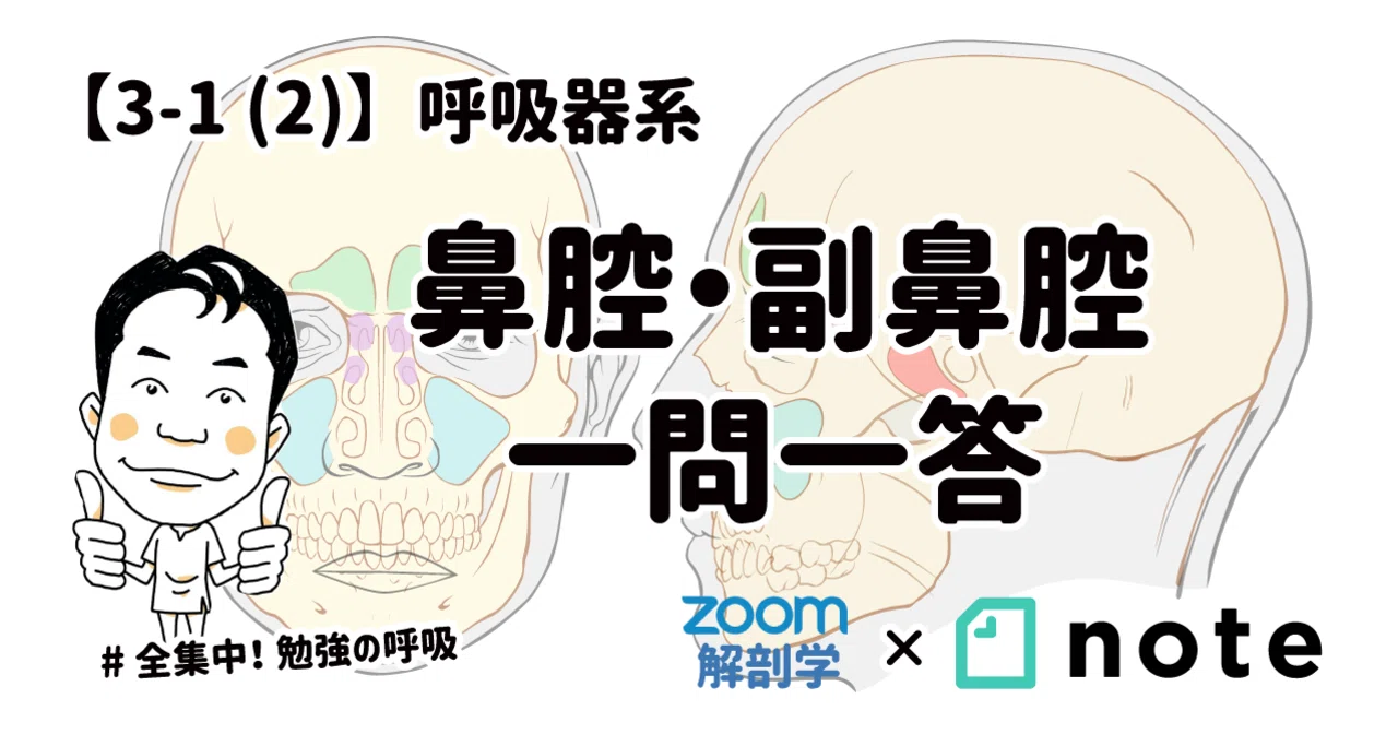 解剖学1・2・3 3-1 (2)】鼻腔・副鼻腔 一問一答｜かずひろ先生（黒澤一弘｜解剖×教育×AI）