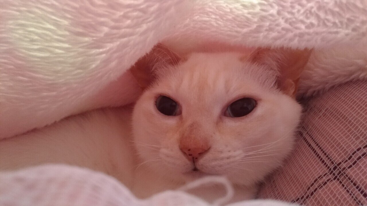 Lovely Creature 可愛い生き物 りりかる Lyrical Spirit Note