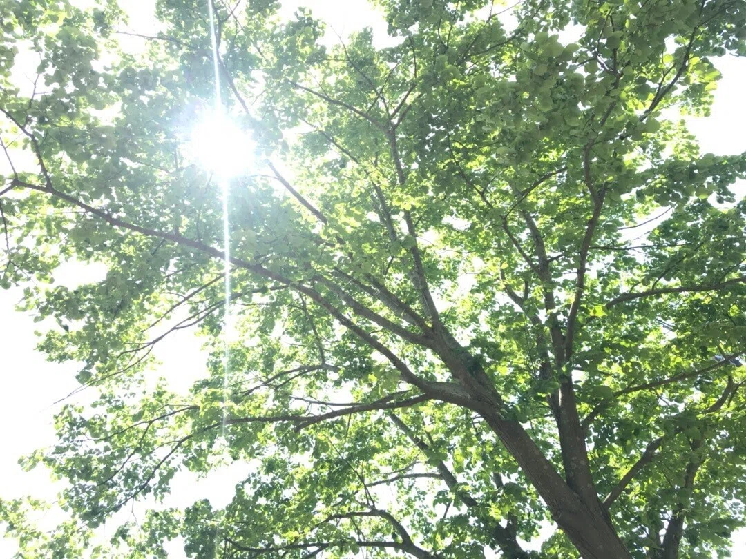 ２０１８.３木　光