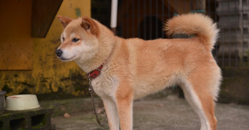 無料エッセイ おじいさんと柴犬 ケンスケ Note 無料エッセイ おじいさんと柴犬 ケンスケ Note
