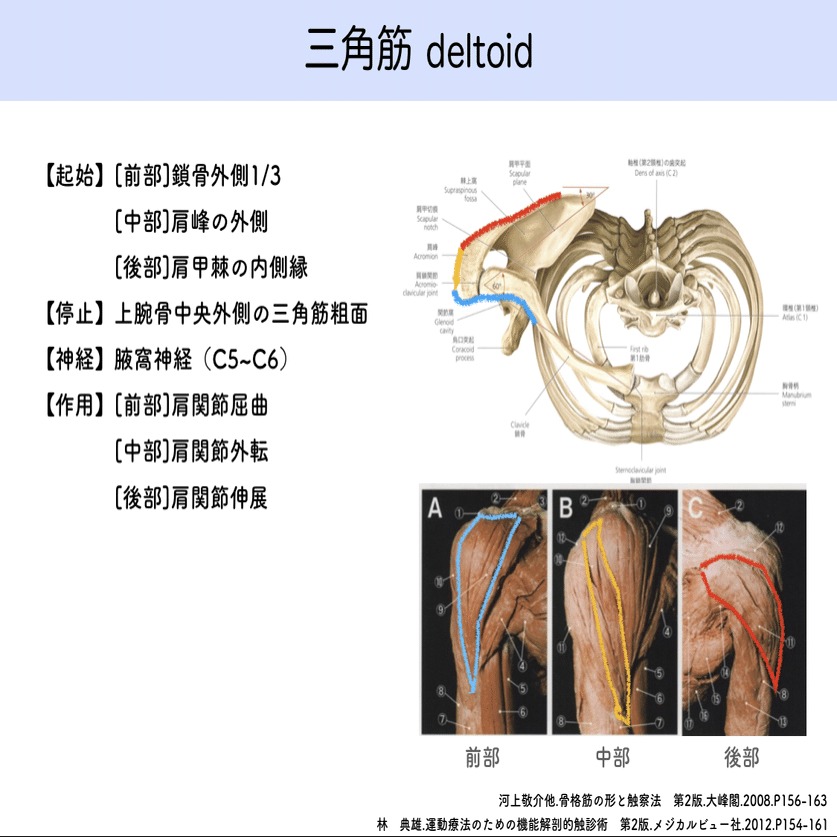 図説　筋の機能解剖 図説筋の機能解剖 (1978年) | John H.Warfel, 矢谷 令子, 小川 恵子