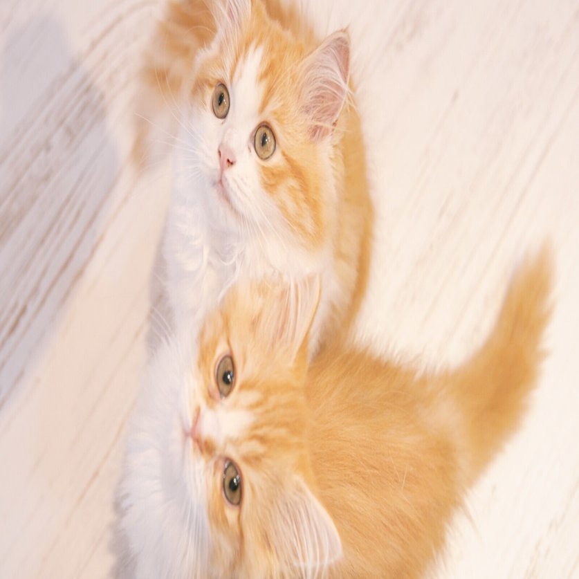 長毛 雑種の保護猫ごはんフード遍歴 社会を変える イチミクロン Note