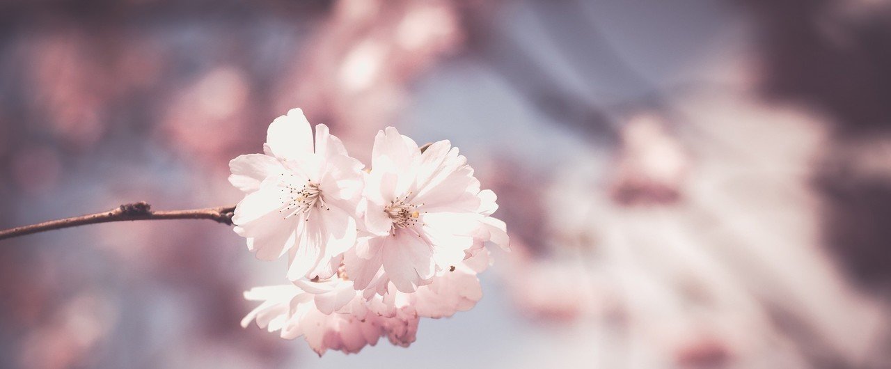 ずっと前から花には嵐 真木あかり Note