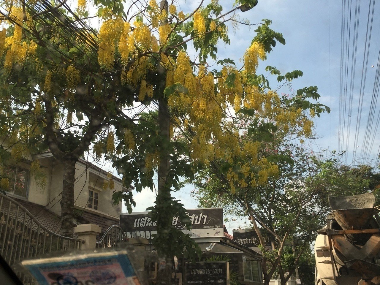 タイも花の季節です マンボウ Note タイも花の季節です マンボウ Note