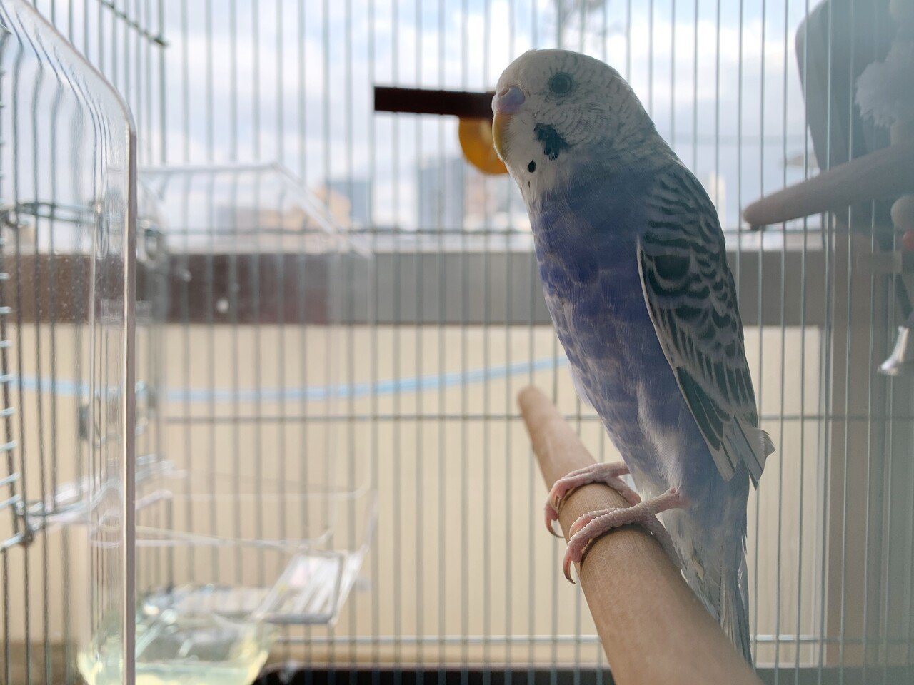 最近の投稿でも述べてきたが ついに家族が増えたので記念につぶやきたいと思う所存ですと たいそうなことではないのだが セキセイインコがきました 正直 妻と娘で盛り上がっていたので 横目に見てはいましたが 川口 展弘 Nobuhiro Kawaguchi Note