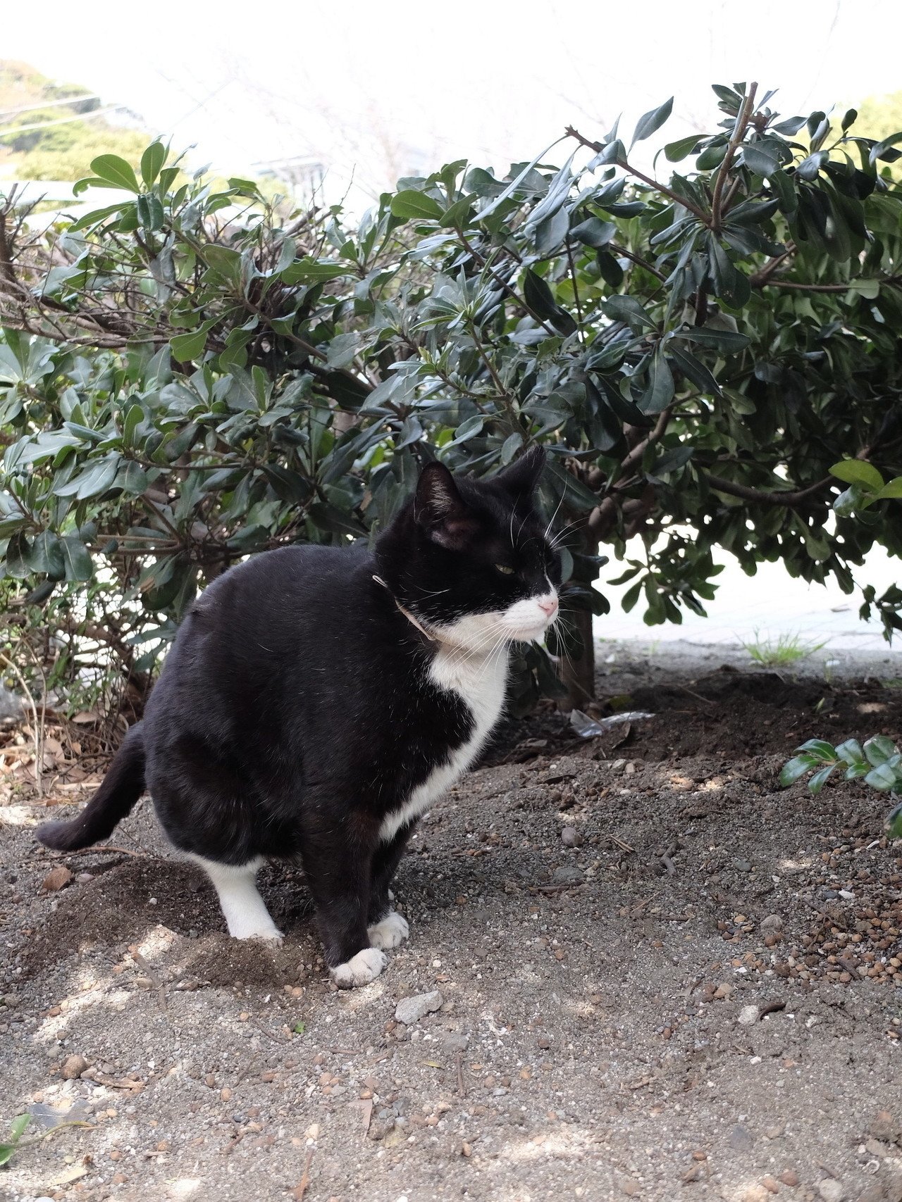 江ノ島のねこ にしやん Note 江ノ島のねこ にしやん Note