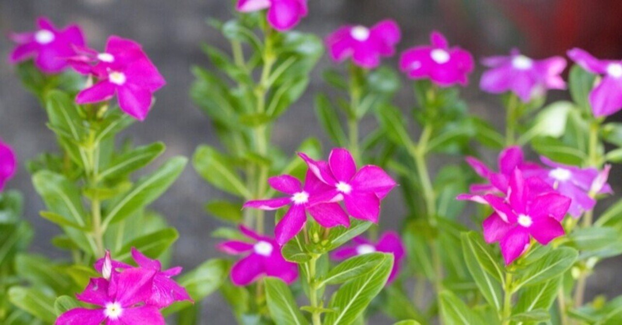 タイでは年中咲いている ニチニチソウ タイでどこにでも咲く花 26 Masayuki Saito Note タイでは年中咲いている ニチニチソウ タイでどこにでも咲く花 26 Masayuki Saito Note