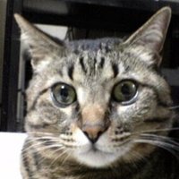 ふにゃにゃん Note ふにゃにゃん Note