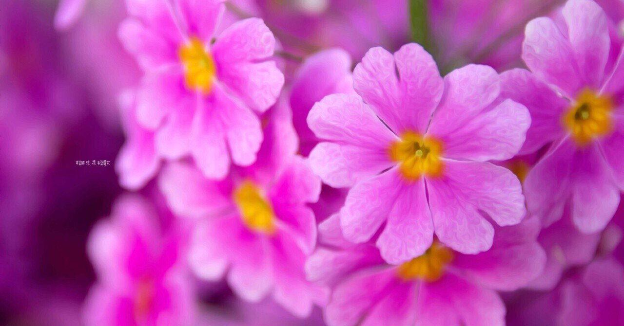 1月18日 誕生花は西洋桜草 誕生花短歌 御子柴 流歌 Note 1月18日 誕生花は西洋桜草 誕生花短歌 御子柴 流歌 Note