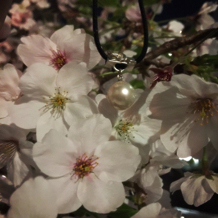 夜桜と真珠