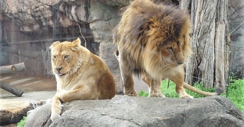 逃げるは役に立つ 実はツラいよ 肉食動物 Dino いきもの雑学プレゼンター Note 逃げるは役に立つ 実はツラいよ 肉食動物 Dino いきもの雑学プレゼンター Note