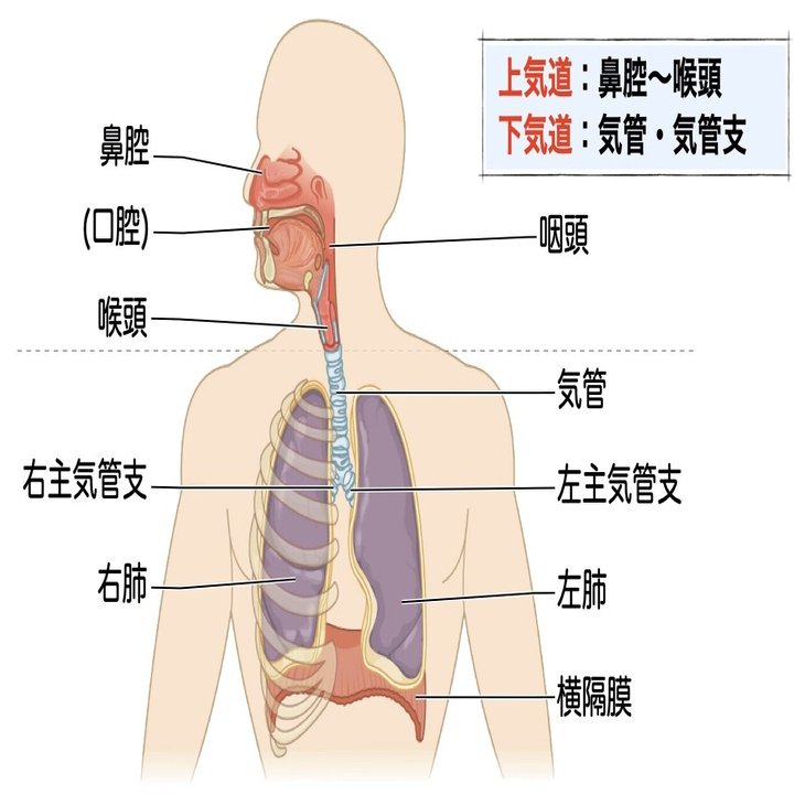 3-1 (2)】鼻腔・副鼻腔 一問一答｜かずひろ先生（黒澤一弘｜解剖×教育×AI）