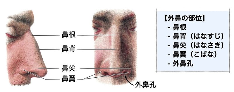 3-1 呼吸器系 - 鼻腔・副鼻腔.045