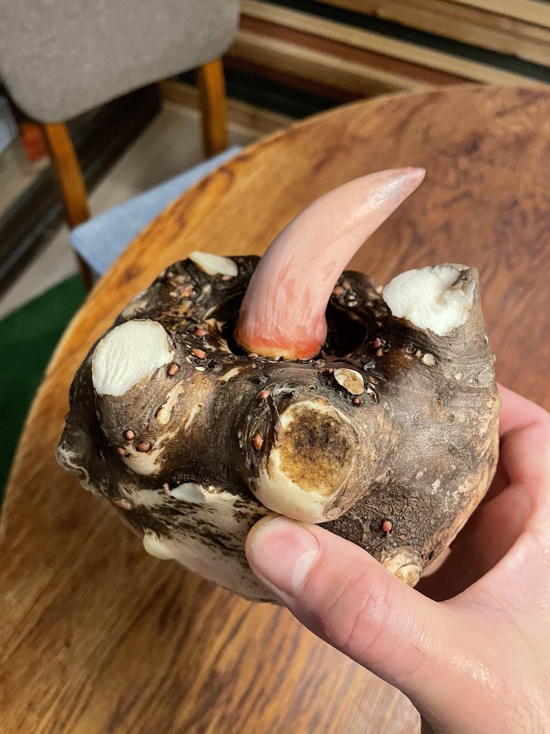 節分に何食べる ポスト恵方巻に こんにゃく を推したい3つの理由 かに倶楽部 Note