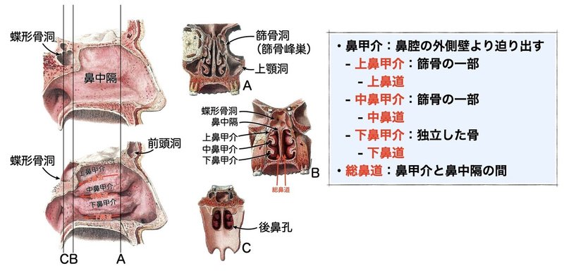 3-1 呼吸器系 - 鼻腔・副鼻腔.051