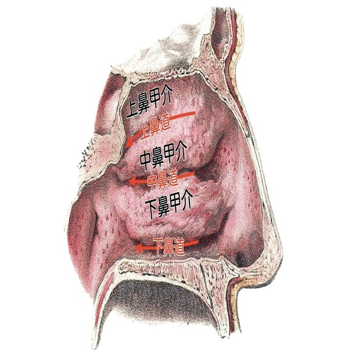 3-1 (2)】鼻腔・副鼻腔 一問一答｜かずひろ先生（黒澤一弘｜解剖×教育×AI）