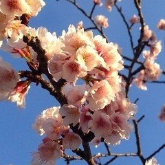 #2017桜 ver.〔音読〕小さなものがたりの小さなかけら達_30
