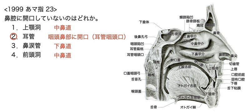 3 1 3 鼻腔 副鼻腔 国試過去問解説 黒澤一弘 Note 3 1 3 鼻腔 副鼻腔 国試過去問解説 黒澤一弘 Note