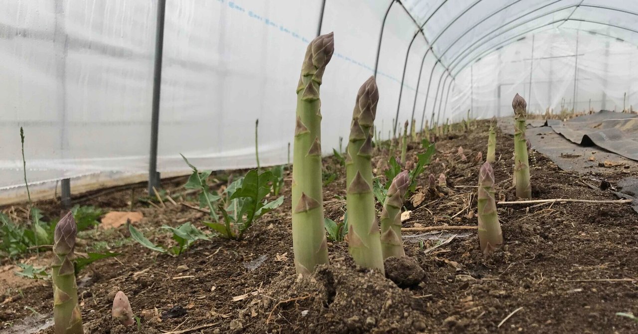 実は色々あるアスパラ品種 何を植えるのがいいのか調べてみた 吉田拓実 Note