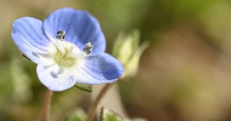 [詩]野の花の名前