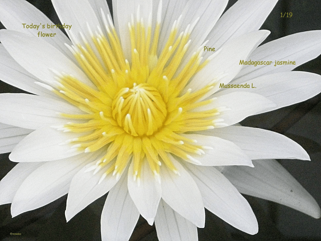 誕生花1 19 Miwako Note
