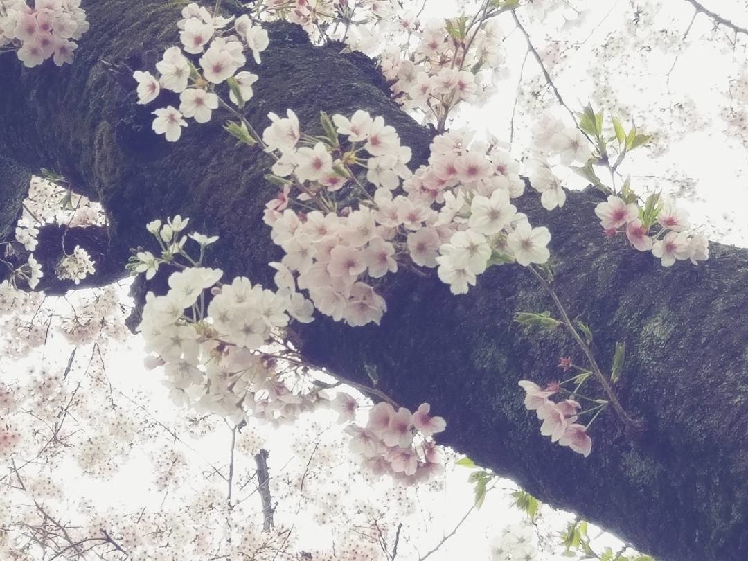 桜９