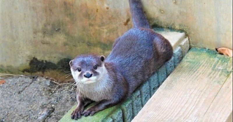 カワウソ の新着タグ記事一覧 Note つくる つながる とどける カワウソ の新着タグ記事一覧 Note つくる つながる とどける