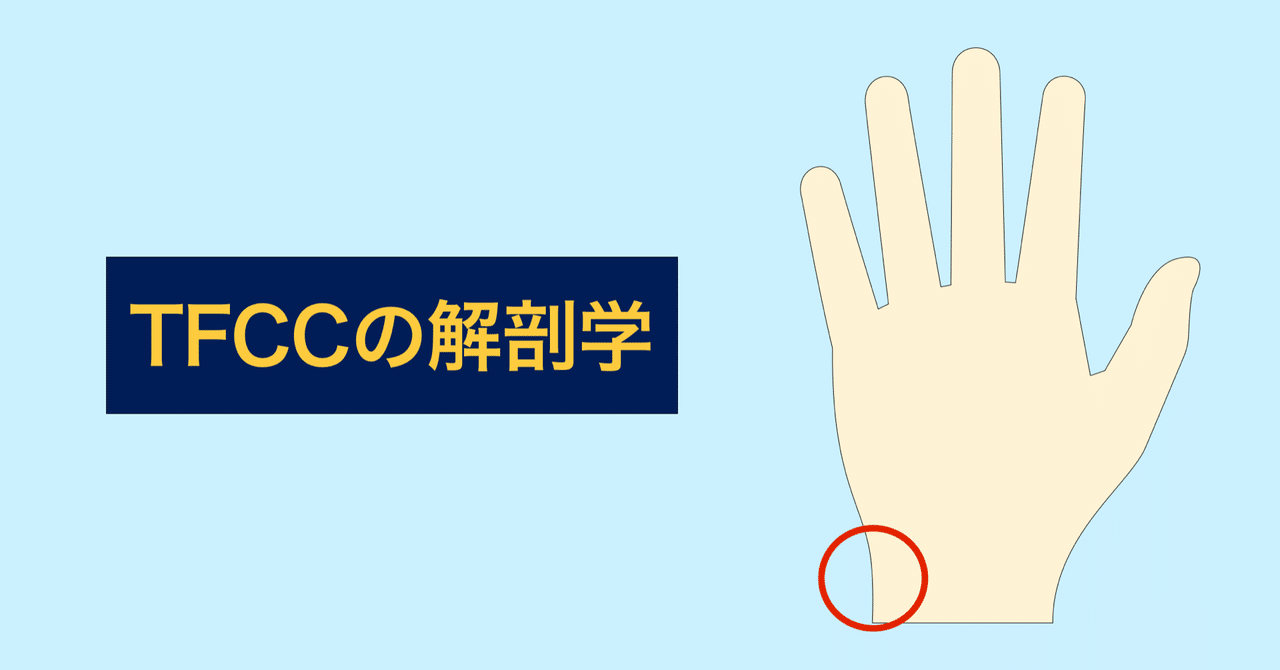 TFCCの解剖学｜岩瀬勝覚
