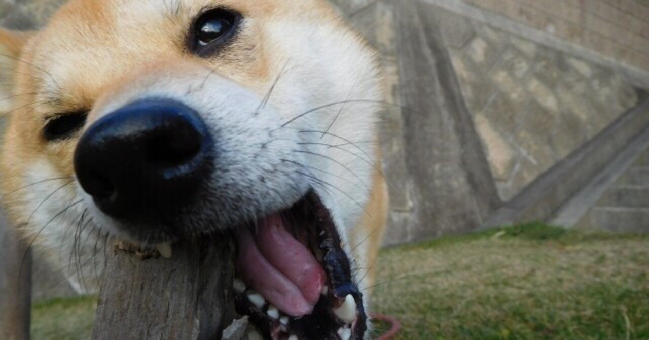 子犬の歯がかゆい時期はいつまでなの 歯の生え変わり時の食事をどうするのかも調査 Tora Note
