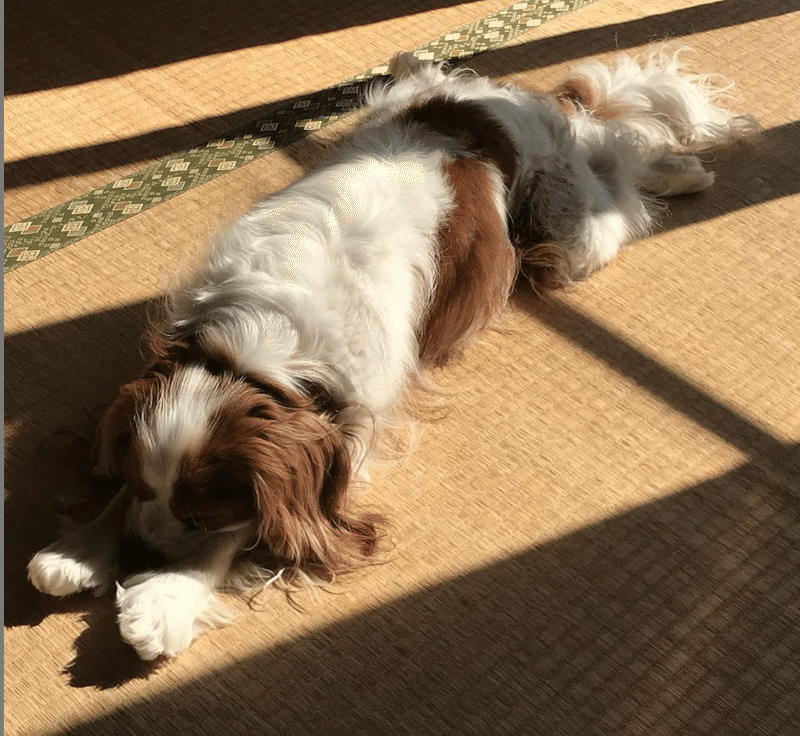 スズメバチと犬 Kyoko Takahashi Note スズメバチと犬 Kyoko Takahashi Note
