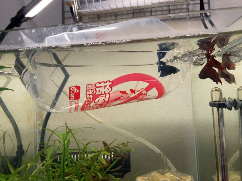 ベタにメロメロアクア記録 新しい子編 つみれ Note