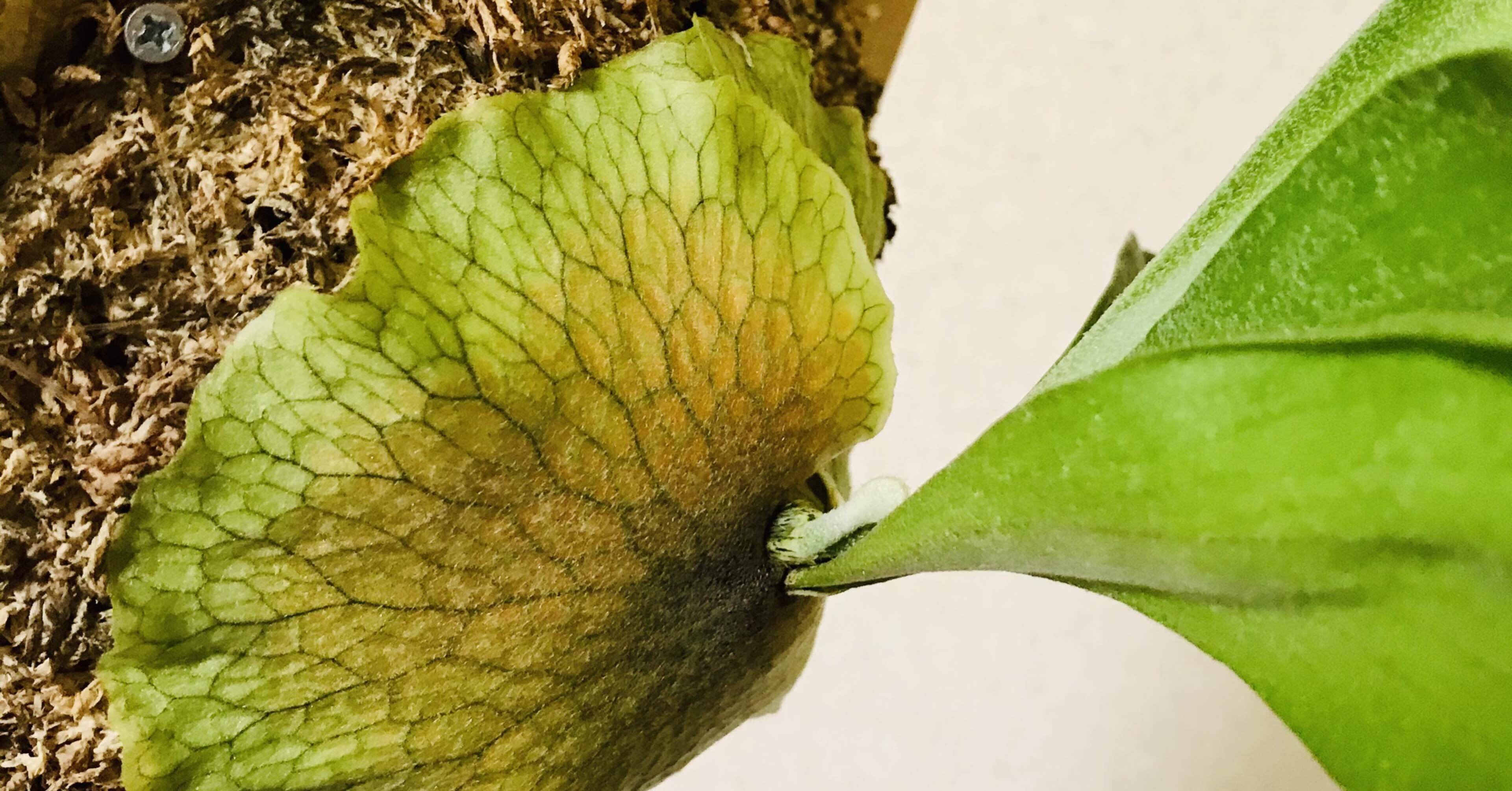 ビカクシダ ネザーランド｜松本健太