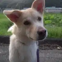 小倉あん