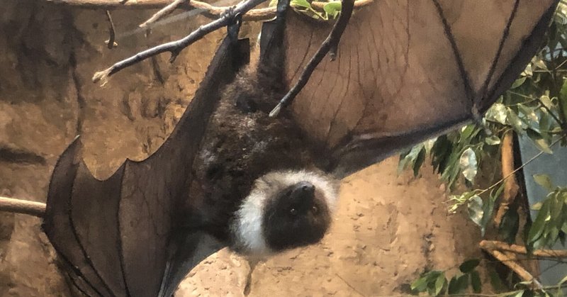 コウモリってなんで逆さなのに頭に血が上らないか気になって夜しか眠れない Peko 院生生活 Note コウモリってなんで逆さなのに頭に血が上らないか気になって夜しか眠れない Peko 院生生活 Note