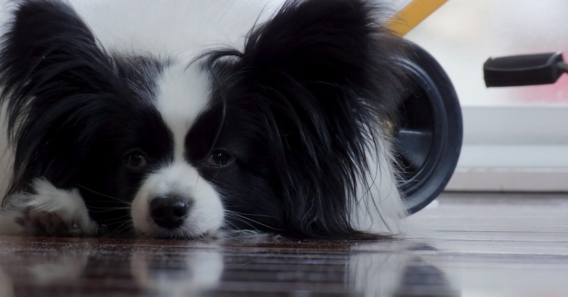 我輩は犬なのかもしれぬ 髭77 セブンティ セブン可 Note 我輩は犬なのかもしれぬ 髭77 セブンティ セブン可 Note