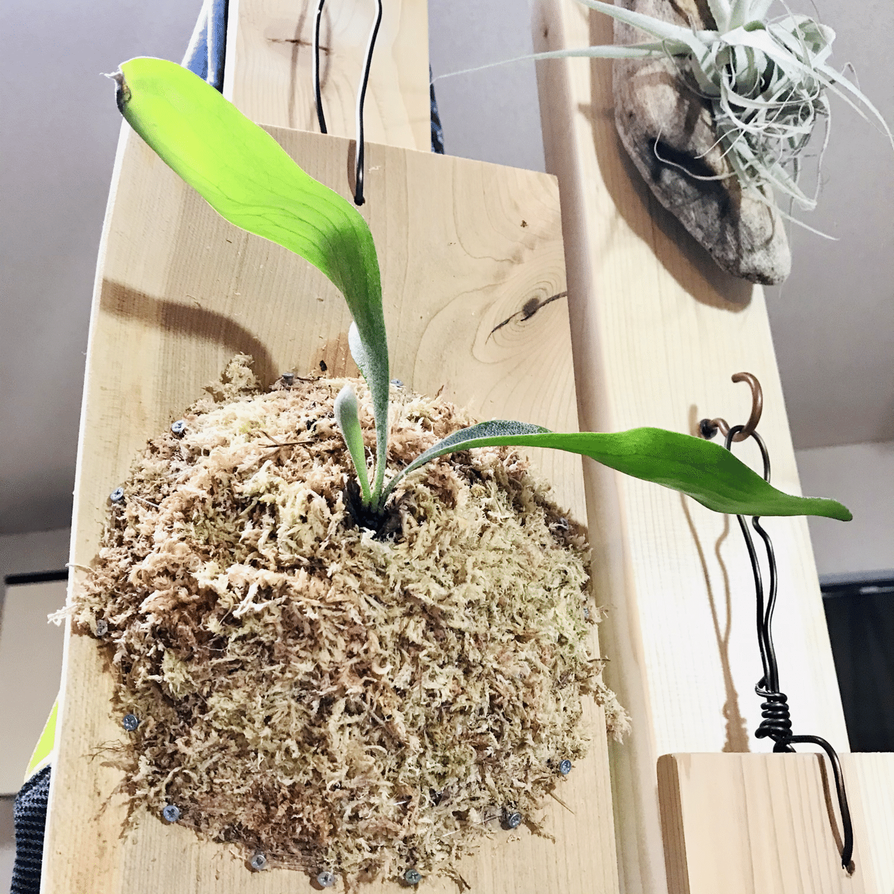 ビカクシダ ネザーランド｜松本健太