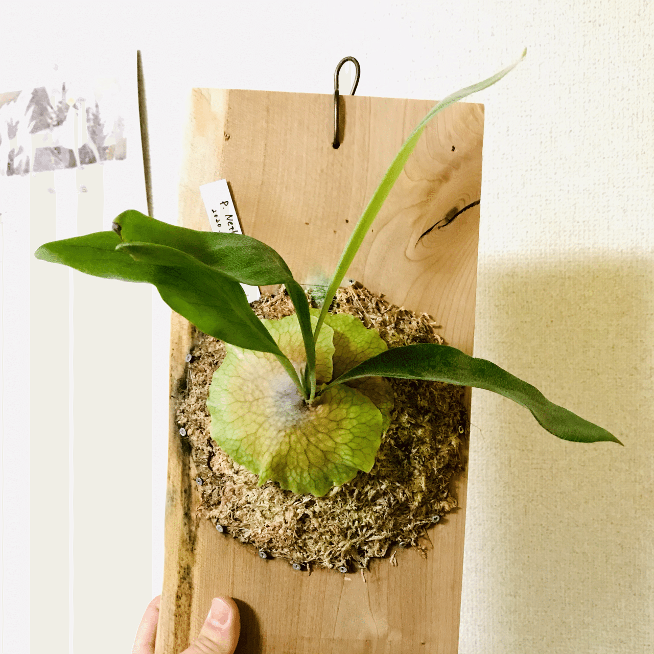 ビカクシダ ネザーランド｜松本健太